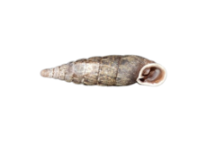 Macrogastra attenuata