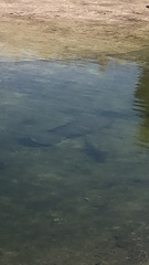Trichechus manatus