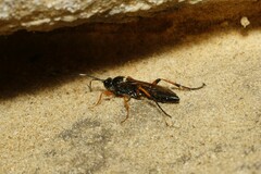 Diphyus quadripunctorius