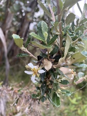 Olearia myrsinoides