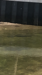 Trichechus manatus