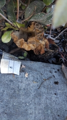 Morchella rufobrunnea