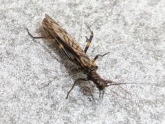 Zapada