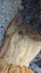 Morchella rufobrunnea