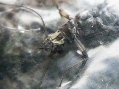 Zapada