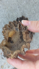 Morchella rufobrunnea