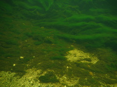 Hydrilla verticillata