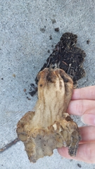 Morchella rufobrunnea