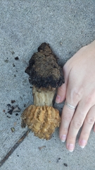 Morchella rufobrunnea
