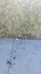 Morchella rufobrunnea