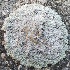 Protoparmeliopsis muralis