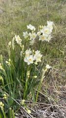 Narcissus tazetta