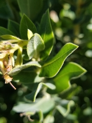 Arctostaphylos crustacea