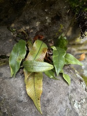 Serpocaulon levigatum