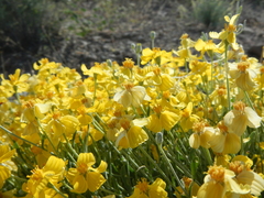 Psilostrophe cooperi