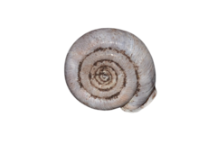 Helicodonta obvoluta