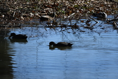 Mareca strepera strepera