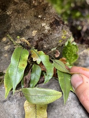 Serpocaulon levigatum