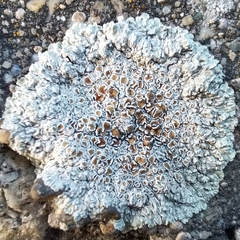 Protoparmeliopsis muralis