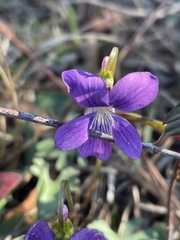 Viola septemloba