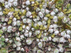 Mannia fragrans