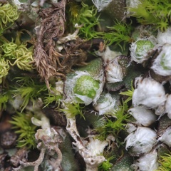 Mannia fragrans
