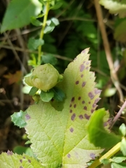 Rhopalomyia californica