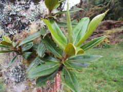 Ocotea sericea