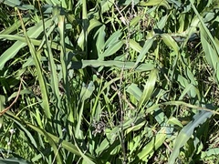Chlorogalum pomeridianum
