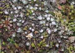 Mannia fragrans