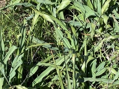 Chlorogalum pomeridianum