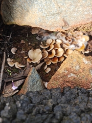 Crepidotus variabilis