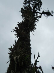 Ocotea sericea