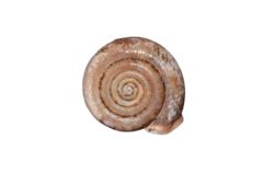 Helicodonta obvoluta