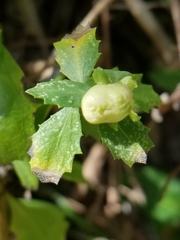 Rhopalomyia californica