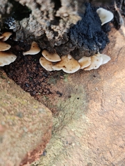 Crepidotus variabilis