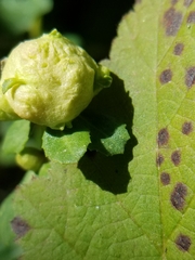 Rhopalomyia californica