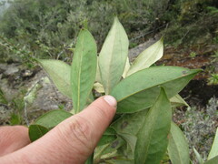 Ocotea sericea