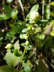 Rhopalomyia californica