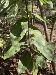 Viburnum odoratissimum