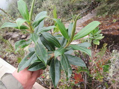 Ocotea sericea