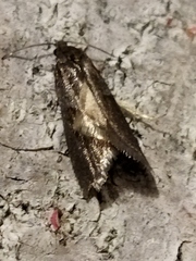 Tortricodes alternella