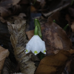 Leucojum vernum