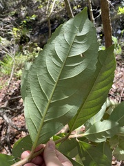 Viburnum odoratissimum