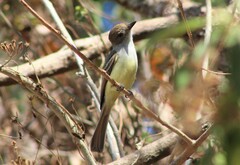 Myiarchus tyrannulus