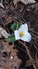 Trillium nivale