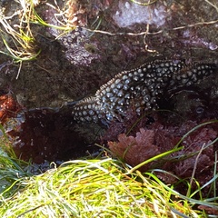 Pisaster giganteus