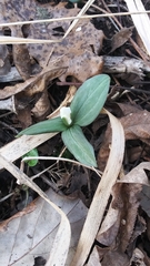 Trillium nivale
