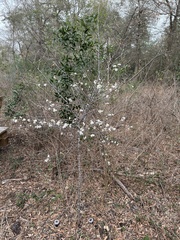 Prunus mexicana