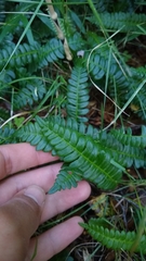 Blechnum penna-marina